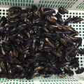 kerang hitam daging kerang dalam tin